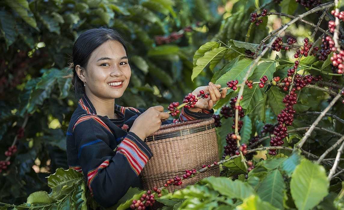 Bất chấp giá lao dốc, Pg88vnd link khuyến  cà phê năm 2025 vẫn lập kỷ lục trên 8 tỷ USD