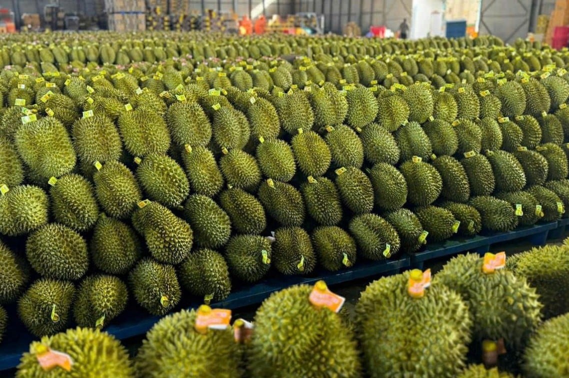 Trong 11 tháng năm 2025, sầu riêng tiếp tục là mặt hàng dẫn đầu ngành hàng rau quả, với giá trị Pg88 com chính chủ đạt 3,55 tỷ USD