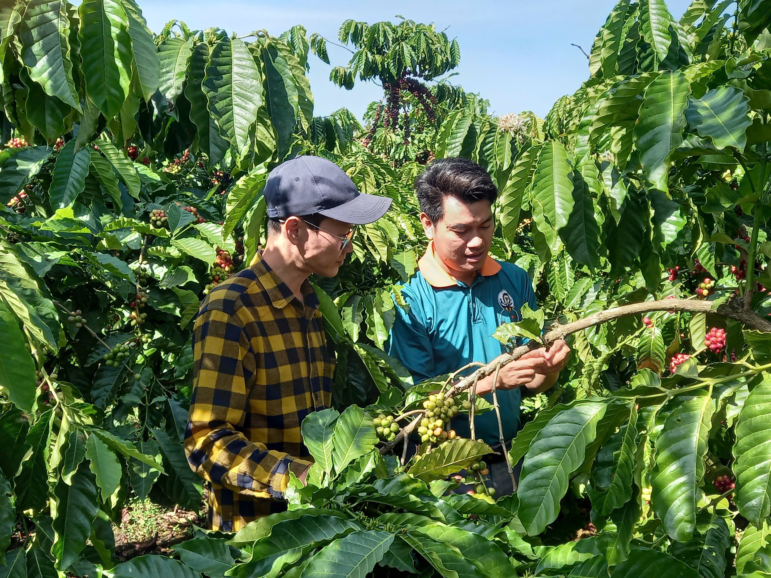 Không chỉ giúp hoàn thiện hệ thống quản trị nội bộ, VSS còn mang lại lợi ích thực tế trong hoạt động Pg88vnd link khuyến , đặc biệt là với ngành nông nghiệp