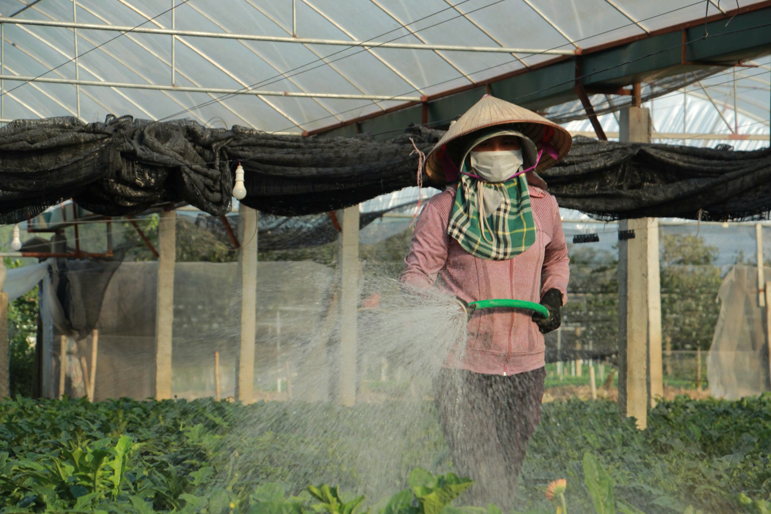 Nhà lưới được Pg88vn Trang Chủ Chính Thức bài bản để giảm rủi ro thời tiết