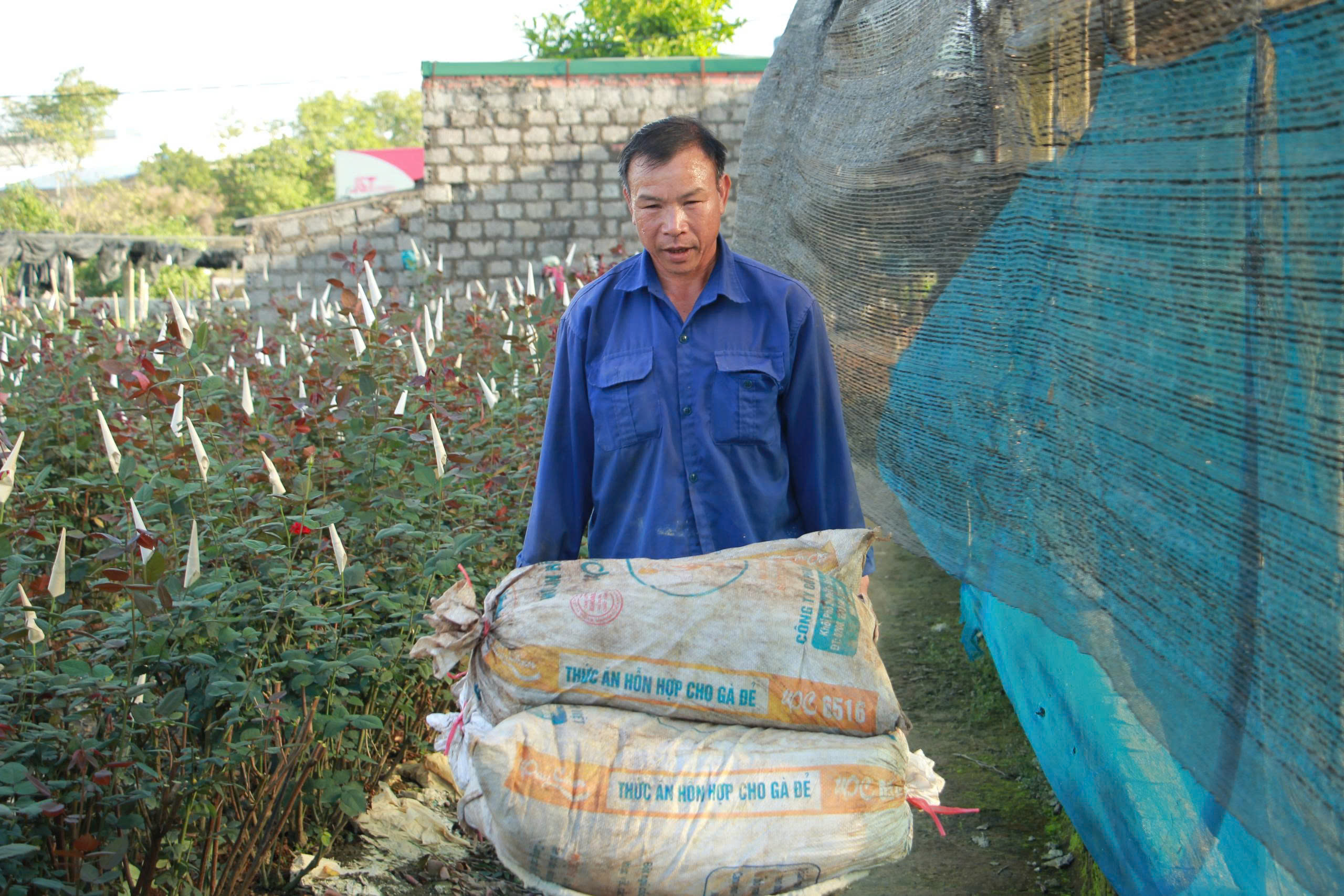 Thời điểm này, các chủ tất bật chăm bón cho cây&nbsp;