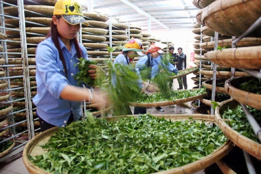 500 container chè bị kẹt tại cảng Karachi, Pakistan đã được giải phóng.