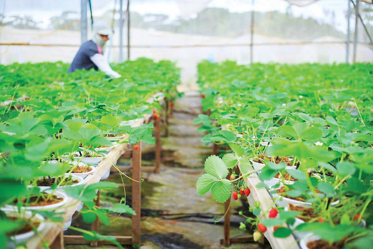 Link Trang Chủ PG88.Com Mới #2026 tuần hoàn tăng giá trị cho nông nghiệp, thực phẩm và đồ uống
