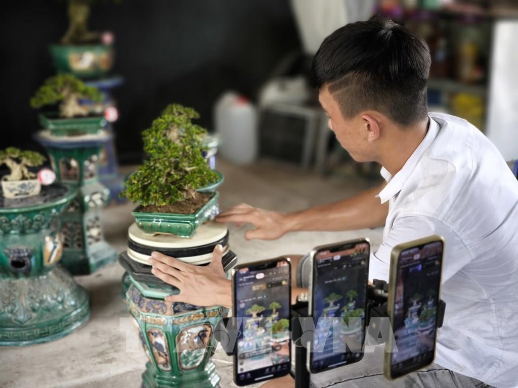 Hộ PG88 Uy Tín Số 1 Việt Nam cây cảnh ở Chợ Lách bán hàng trực tuyến