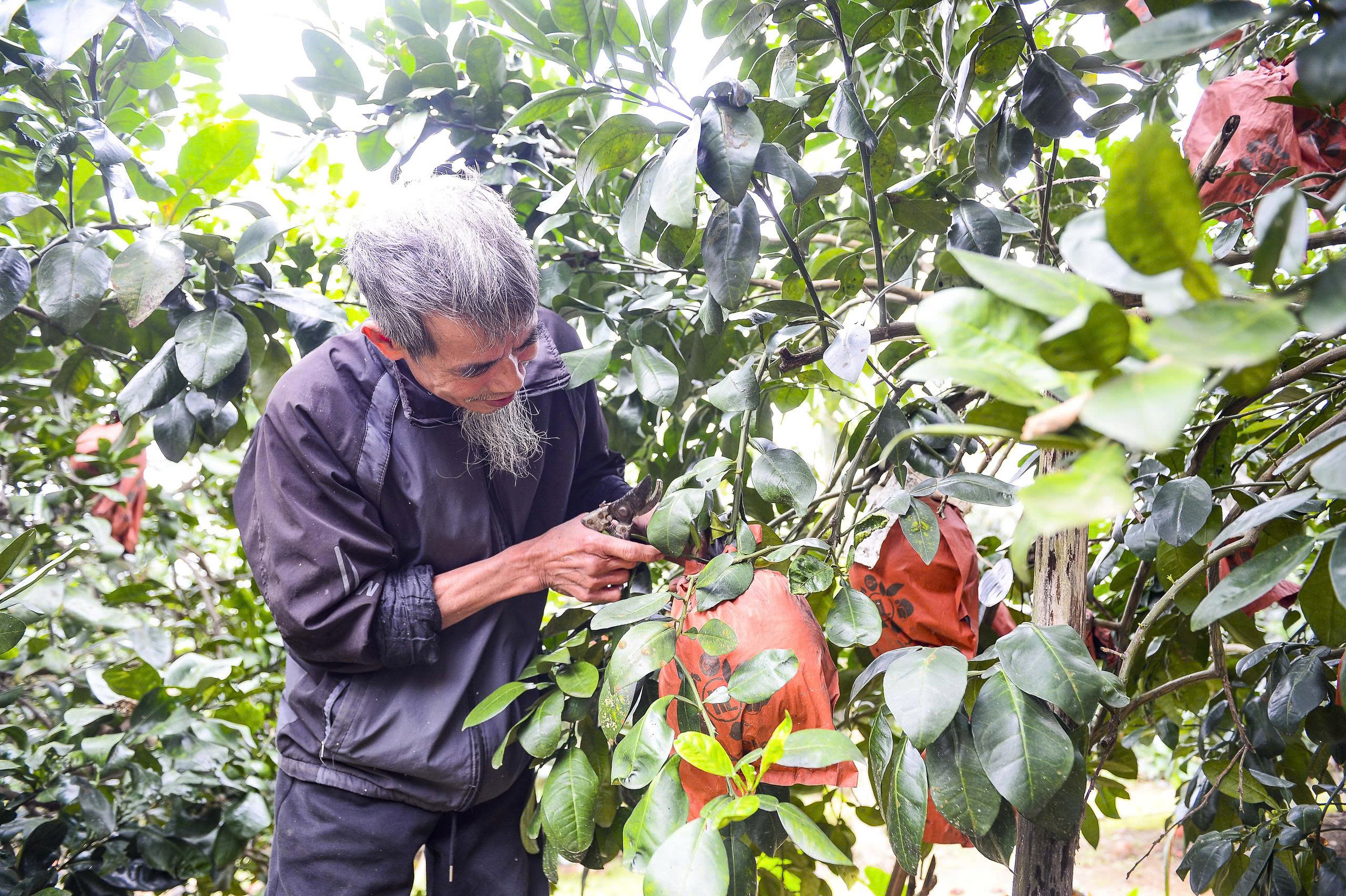 Để có được quả bưởi đạt chất lượng từ màu sắc, kích cỡ, hương thơm Link Đăng Nhập PG88 Chính Thức 2026 Luận Văn phải rất kỳ công chăm sóc.