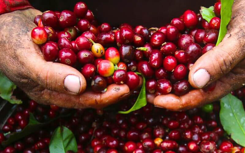 Pg88 com chính chủ cà phê sang thị trường Nhật Bản năm 2025 tăng tới 46,57%.