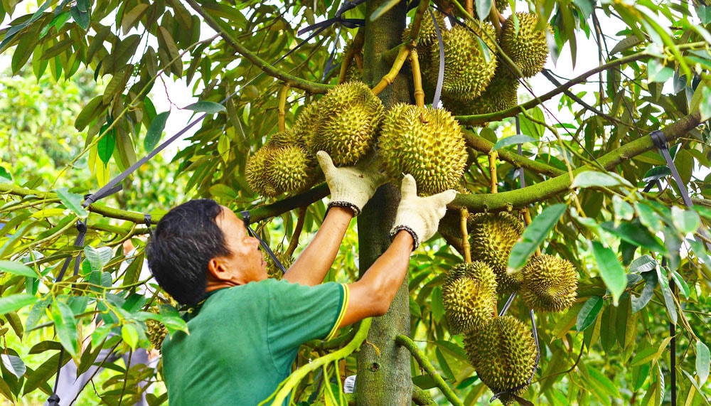 Nỗ lực nâng tầm thương hiệu sầu riêng Việt Nam