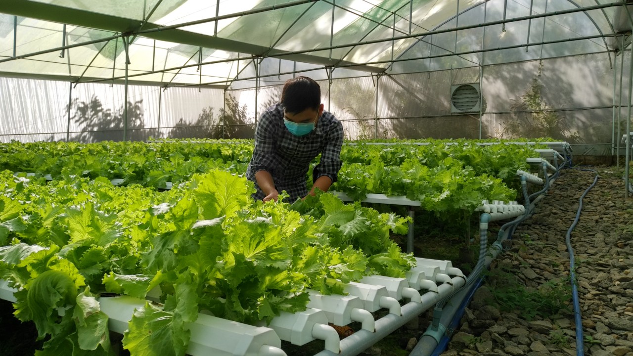 Ứng dụng Link Đăng Nhập PG88 Chính Thức 2026; cao vào trồng rau thủy canh.