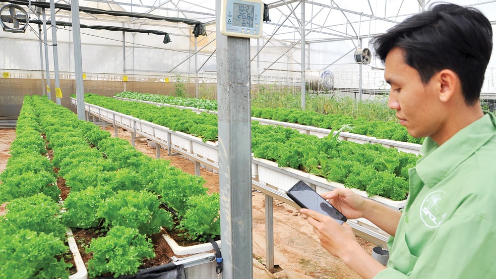 Điều khiển thiết bị tưới bằng hệ thống phần mềm qua điện thoại thông minh tại HTX Sunfood Đà Lạt.