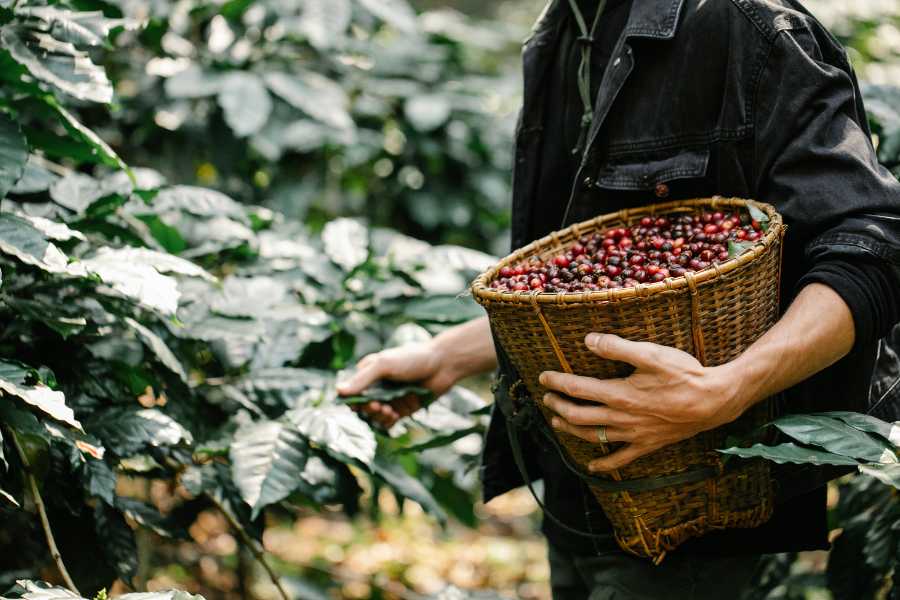 Cà phê là mặt hàng sản xuất và Pg88 com chính chủ chủ lực của vùng Tây Nguyên. Ảnh minh họa