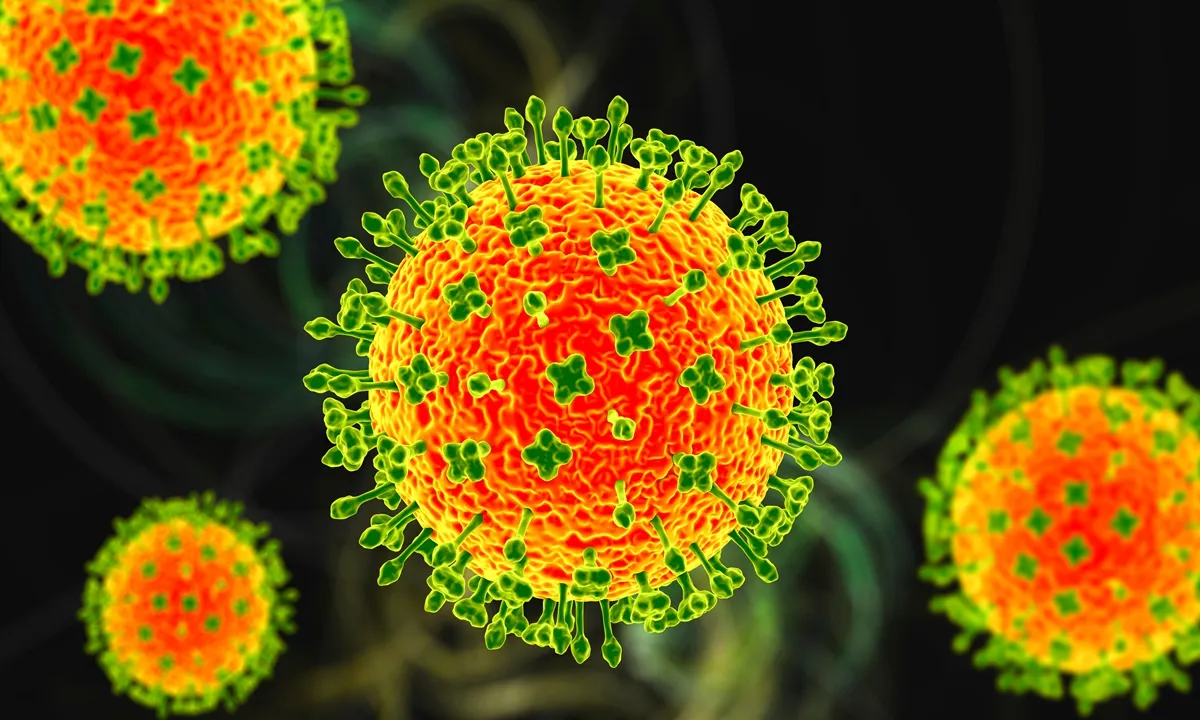 Virus Nipah là mầm bệnh có nguồn gốc từ dơi ăn quả (Ảnh: VCG)