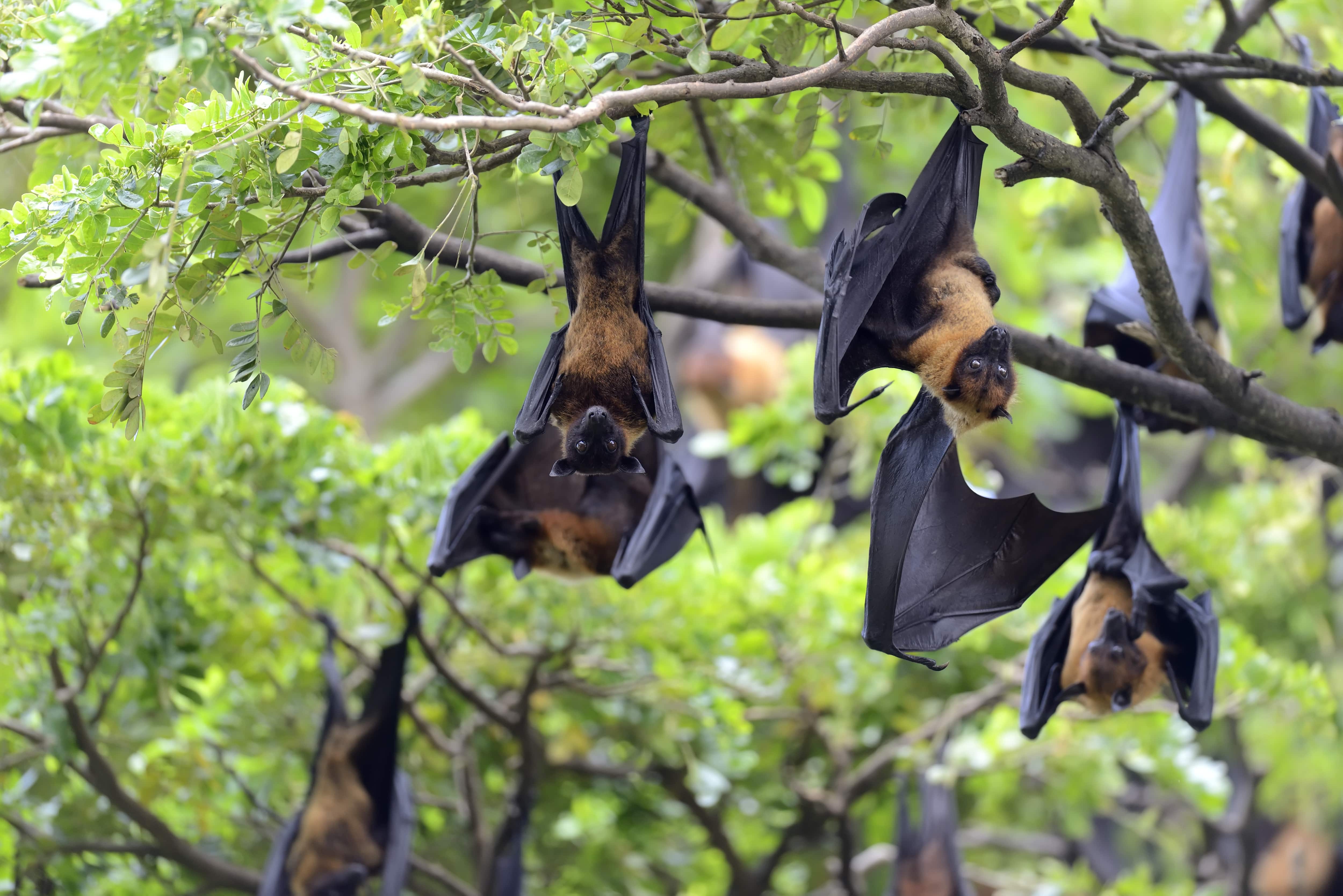 Virus Nipah (NiV) lần đầu được phát hiện năm 1999.