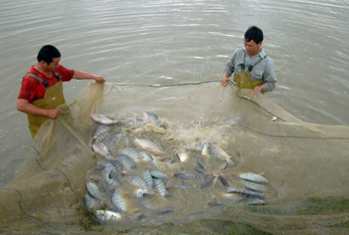 Cá rô phi trở thành mặt hàng tăng trưởng Pg88 com chính chủ cao nhất trong ngành hàng thuỷ sản.
