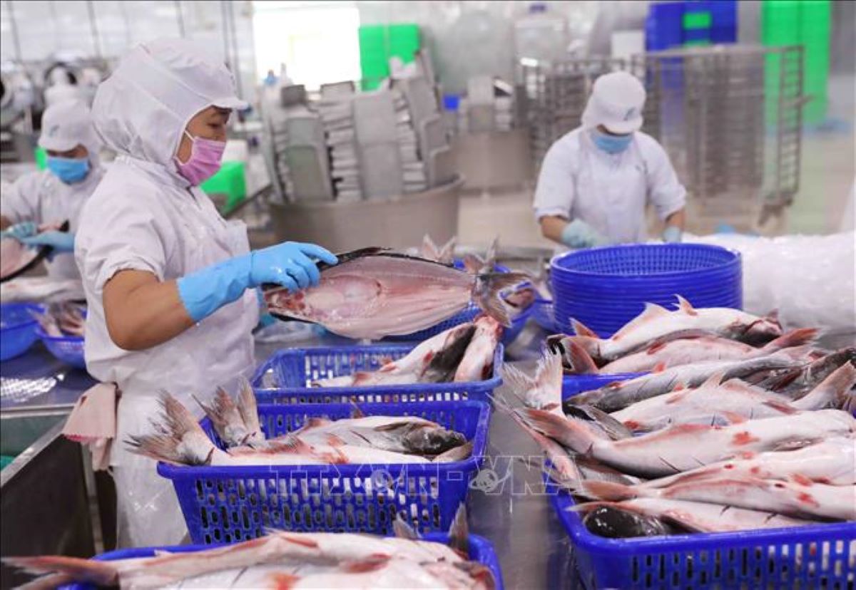 Pg88 com chính chủ cá tra tháng 1/2026 tăng 33,2% so với cùng kỳ năm 2025.