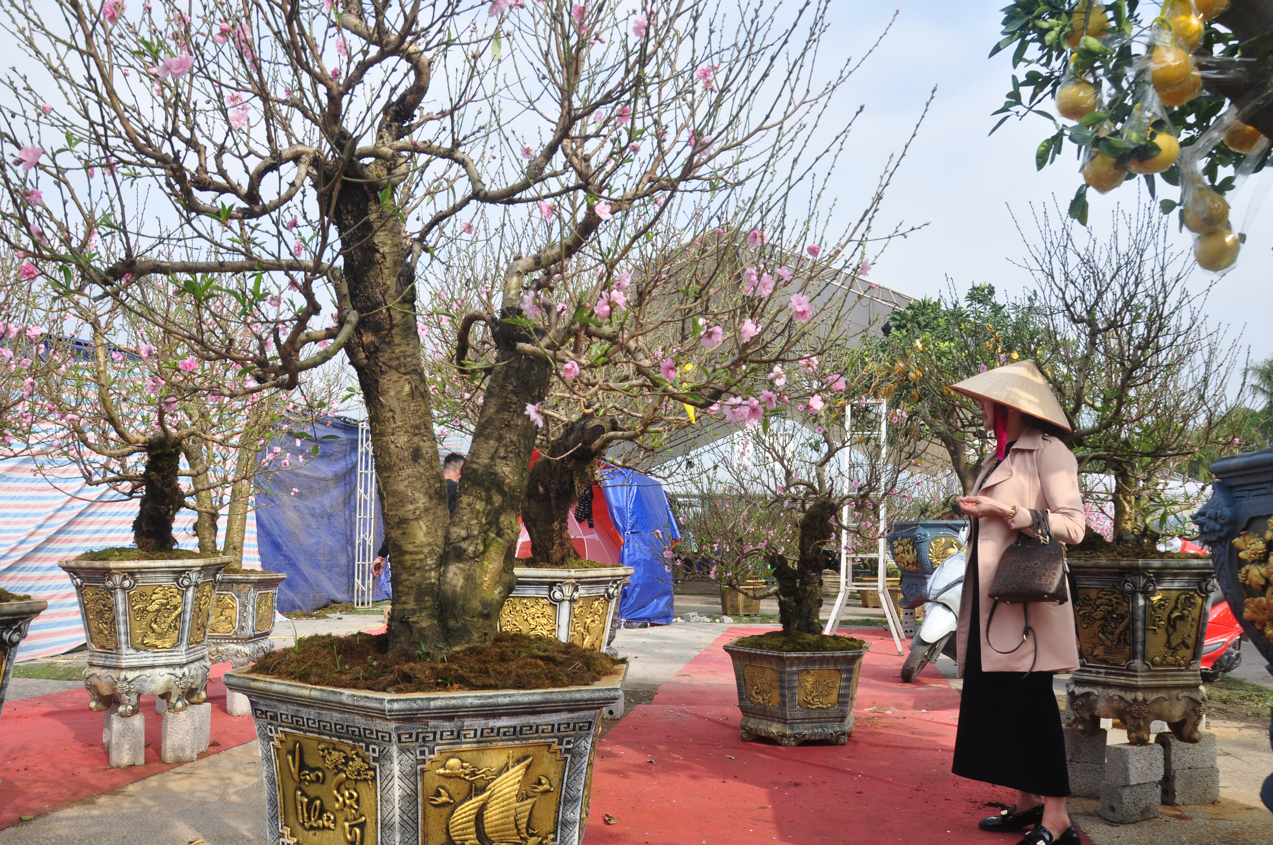 Khách hàng kiểm tra kỹ dáng cây trước khi mua.&nbsp;Chị Nguyễn Thị Hồng, Link Đăng Nhập PG88 Chính Thức 2026 phường Hạc Thành, chia sẻ: “Năm nào tôi cũng ra chợ hoa Lam Sơn chọn đào, chọn cây để về trưng bày trong gia đình dịp Tết nguyên đán. Thời điểm này không khí ở đây làm mình cảm nhận rõ Tết đã rất gần”.