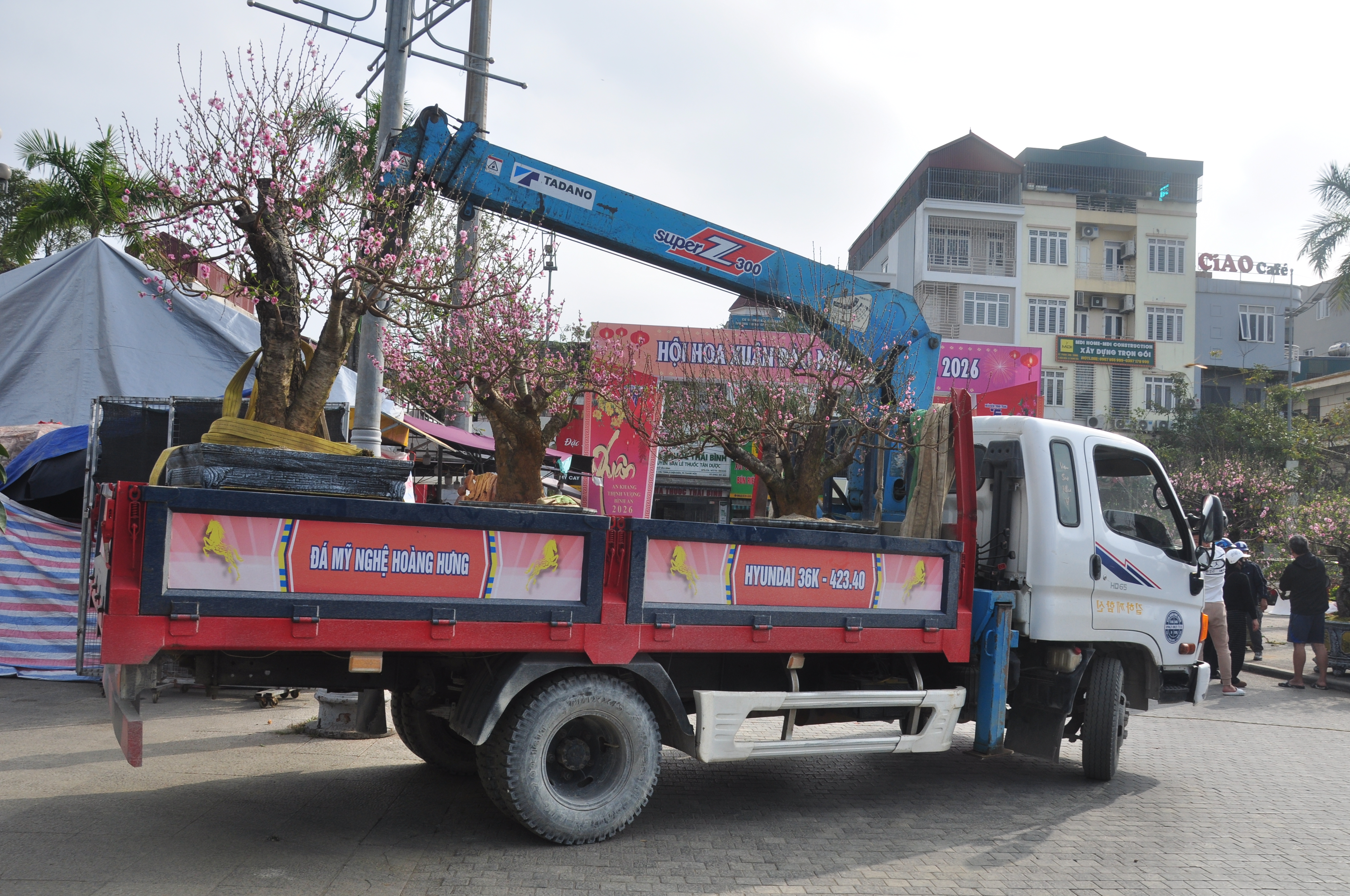 Xe cẩu hỗ trợ đưa các gốc đào lớn đi giao cho khách hàng