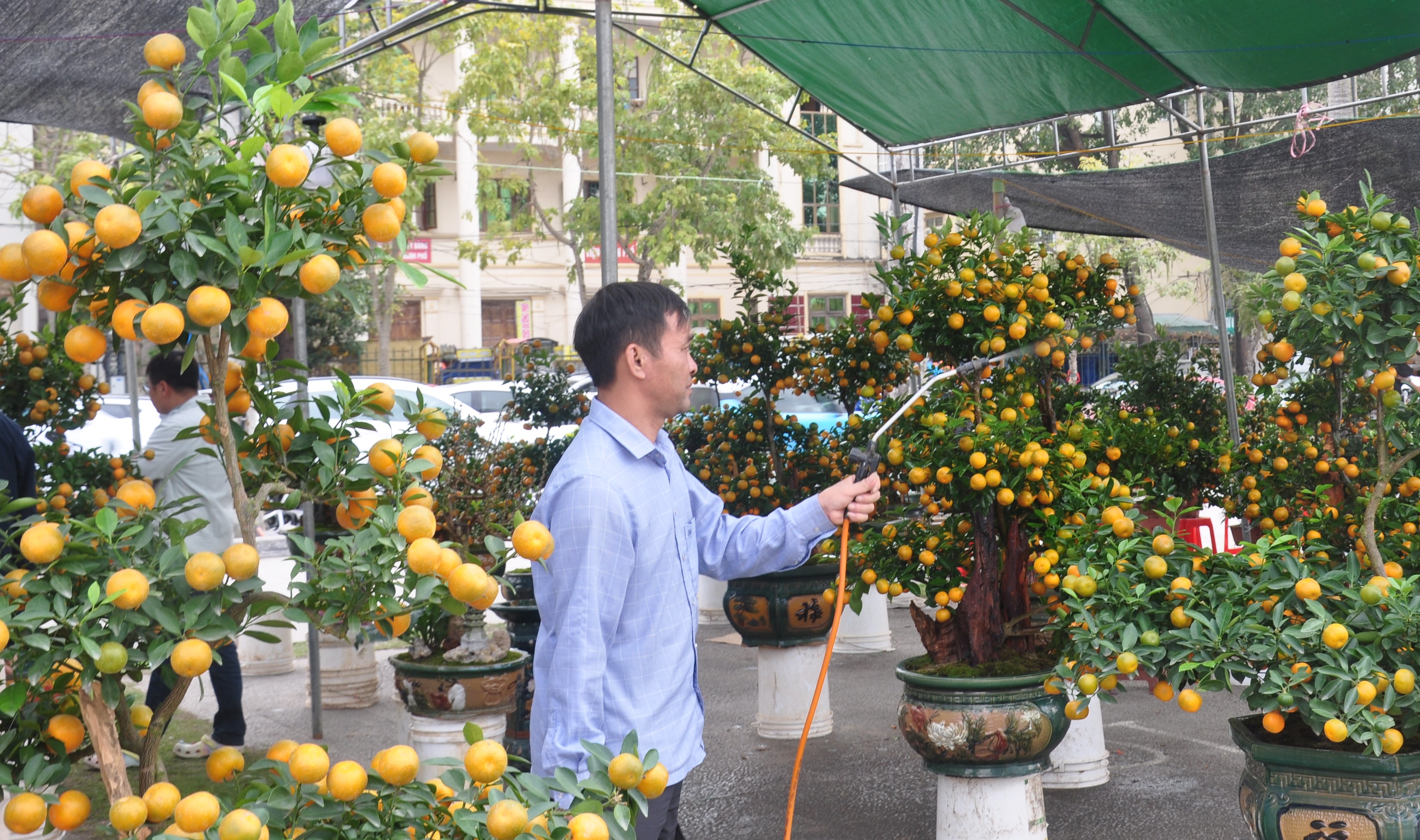 Những cây quất cảnh quả to từ được thương lái mang từ Ninh Bình về bày bán với mức giá trên 3 triệu đồng