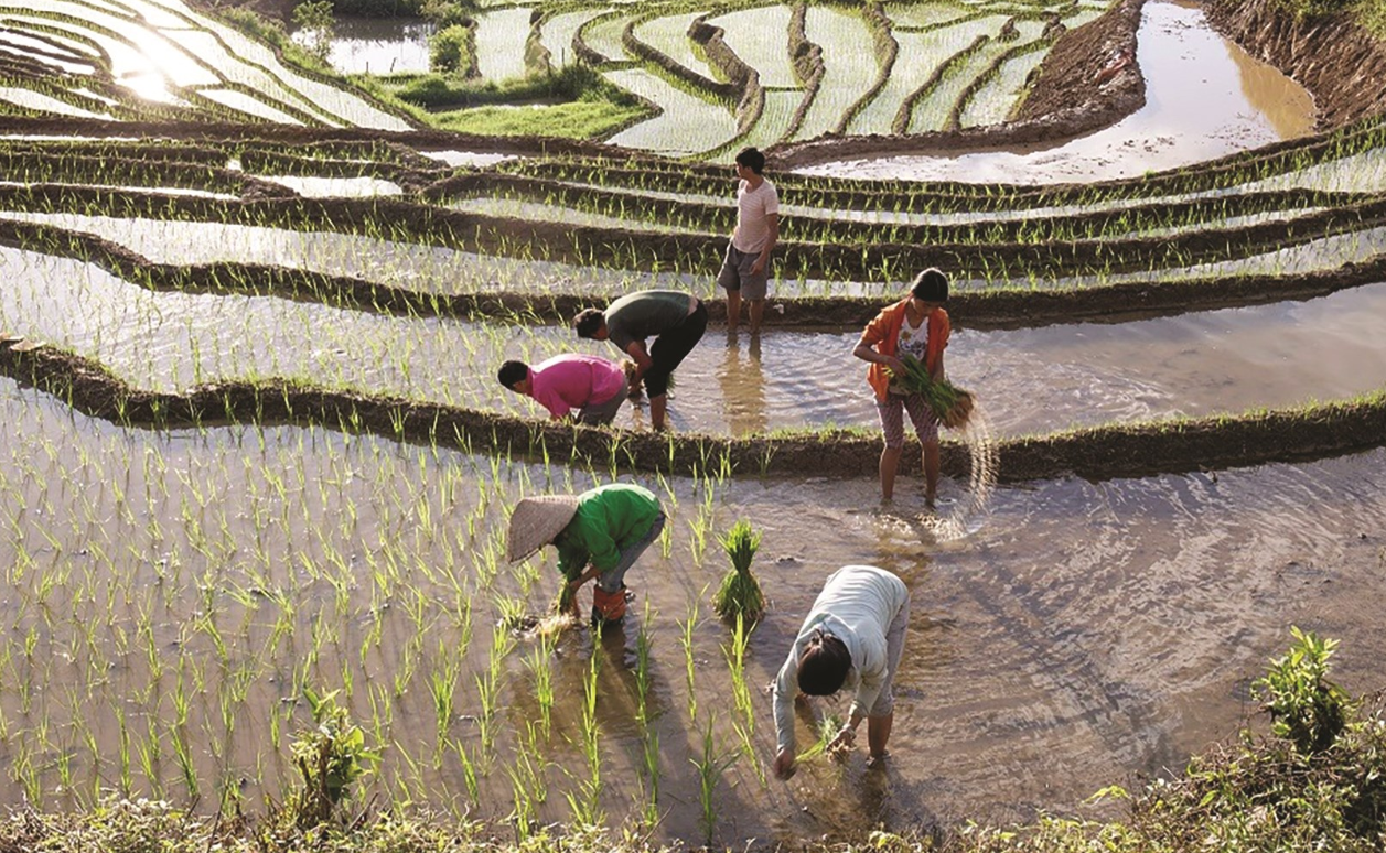 Sản xuất nông, lâm, thủy sản tháng 1 khởi sắc