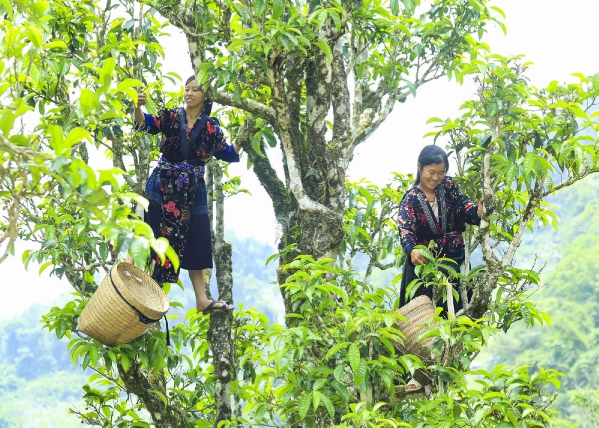 Chè Shan Tuyết phù hợp với phân khúc chè cao cấp và hữu cơ.