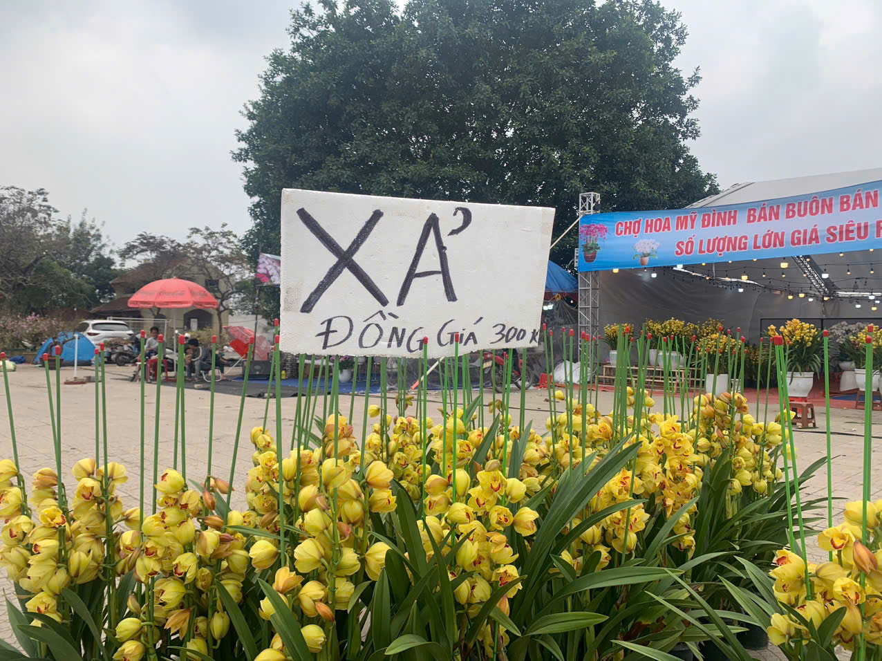 Những chậu lan khá to, đẹp nhưng do vắng khách nên người bán đã quyết định giảm giá xuống còn 300.000đ/chậu.&nbsp;