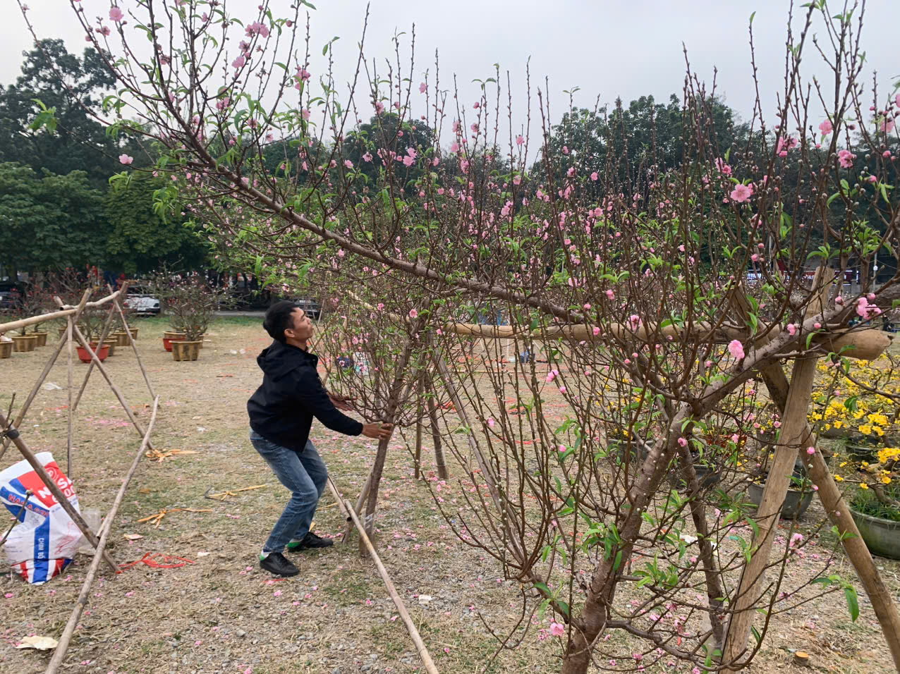 Những cành đào đã bung nở nhưng vẫn chưa có người mua.&nbsp;