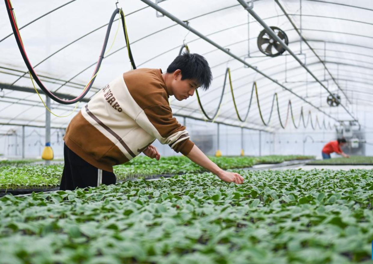 Mô hình trồng rau trong nhà kính của một công ty Link Đăng Nhập PG88 Chính Thức 2026; nông nghiệp tại thành phố Hàng Châu, tỉnh Chiết Giang, miền Đông Trung Quốc. Nguồn ảnh: Tân Hoa Xã.