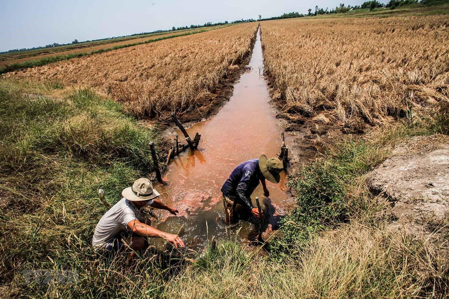 Cần đề phòng hạn hán, cháy rừng, thiếu nước xảy ra cục bộ và xâm nhập mặn ở đồng bằng sông Cửu Long có tình huống bất lợi bất thường. Ảnh minh họa