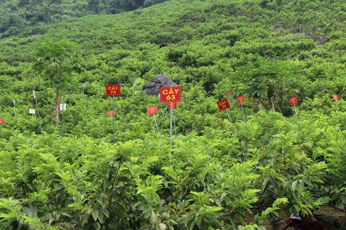 Vùng trồng na hữu cơ ở xã Võ Nhai, tỉnh Thái Nguyên. Ảnh: Ngọc Tú