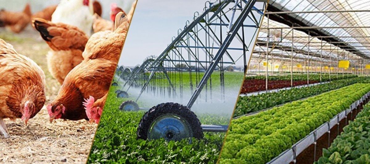 Chăn nuôi và nuôi trồng thủy sản duy trì đà tăng trưởng trong 2 tháng đầu năm 2026