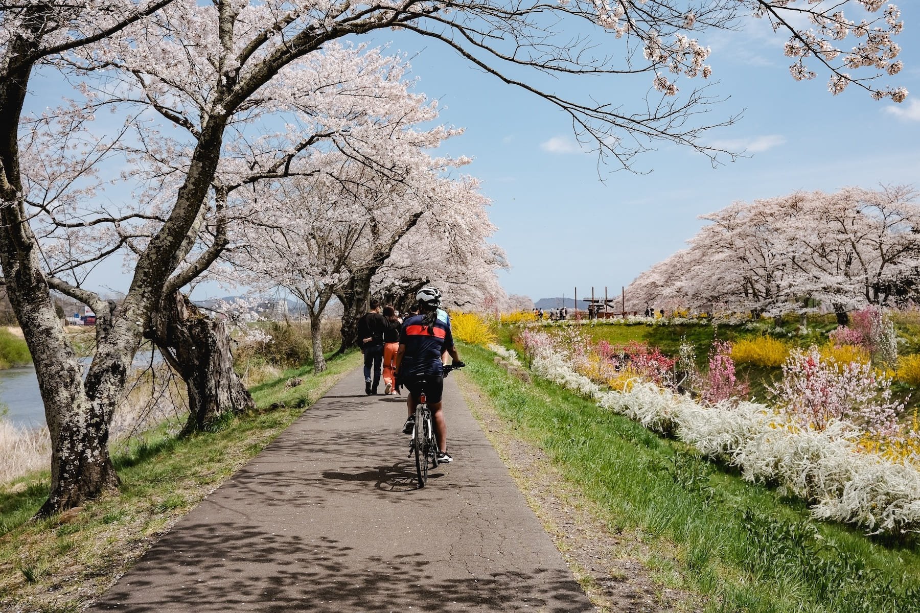 Sau Tokyo, các thành phố phía nam như Kochi hay Fukuoka cũng sẽ bước vào mùa hoa từ khoảng ngày 20/3.