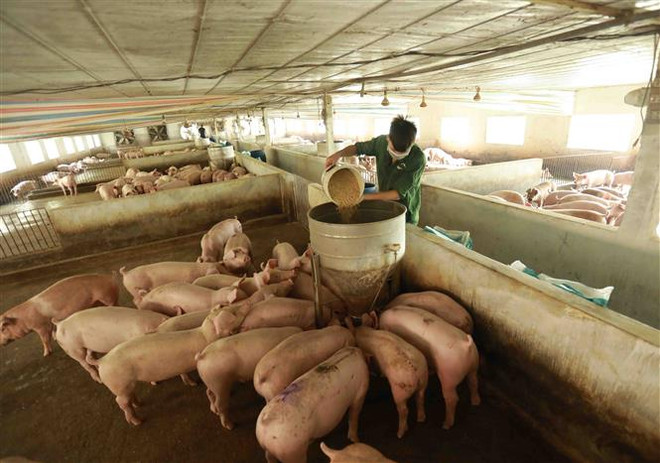 Tháo gỡ những điểm nghẽn để ngành chăn nuôi bứt phá