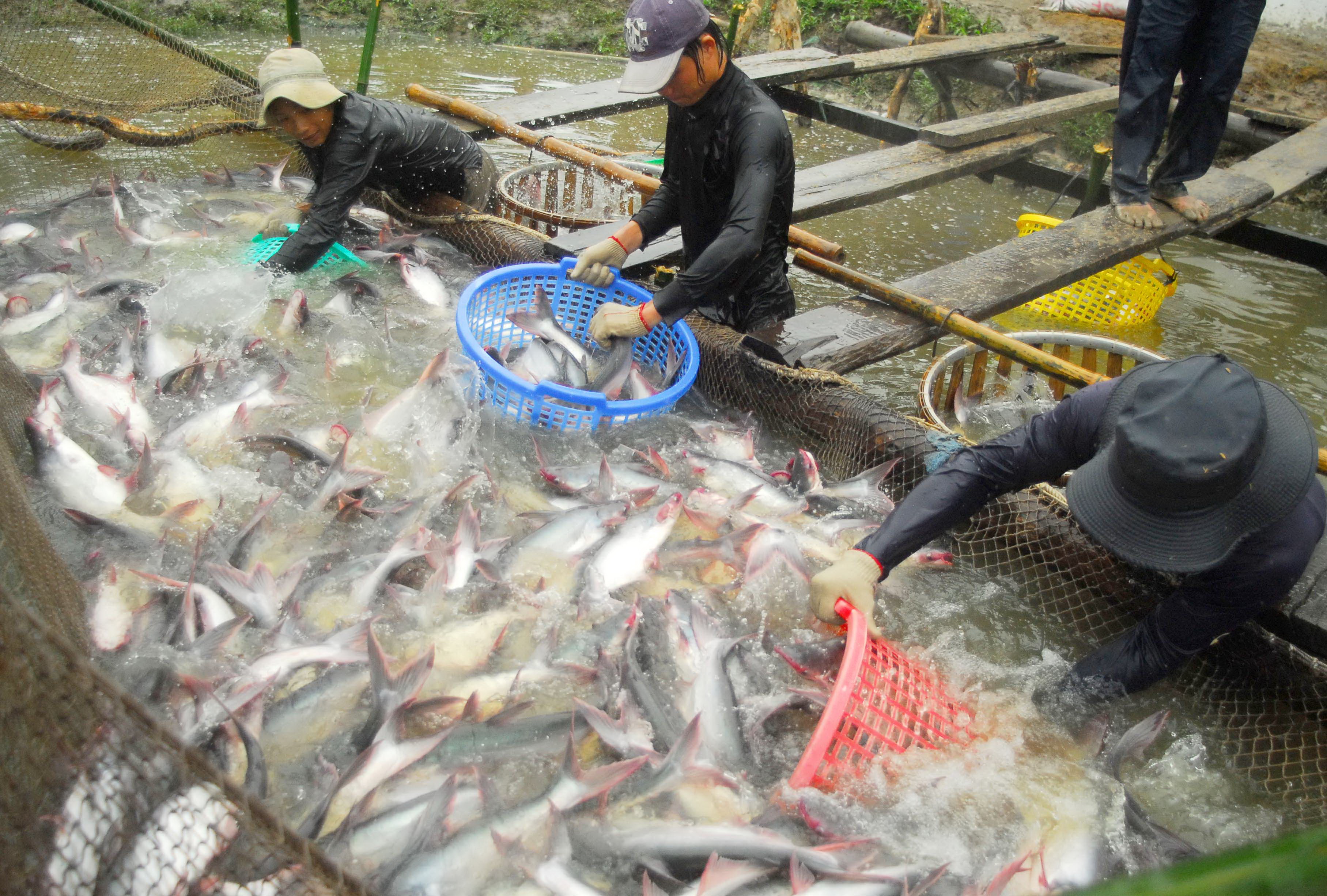 Nuôi trồng thủy sản đang đóng vai trò động lực tăng trưởng chính của toàn ngành, với các sản phẩm chủ lực như tôm nước lợ và cá tra tiếp tục dẫn dắt Pg88 com chính chủ. Ảnh: Thiên Ân
