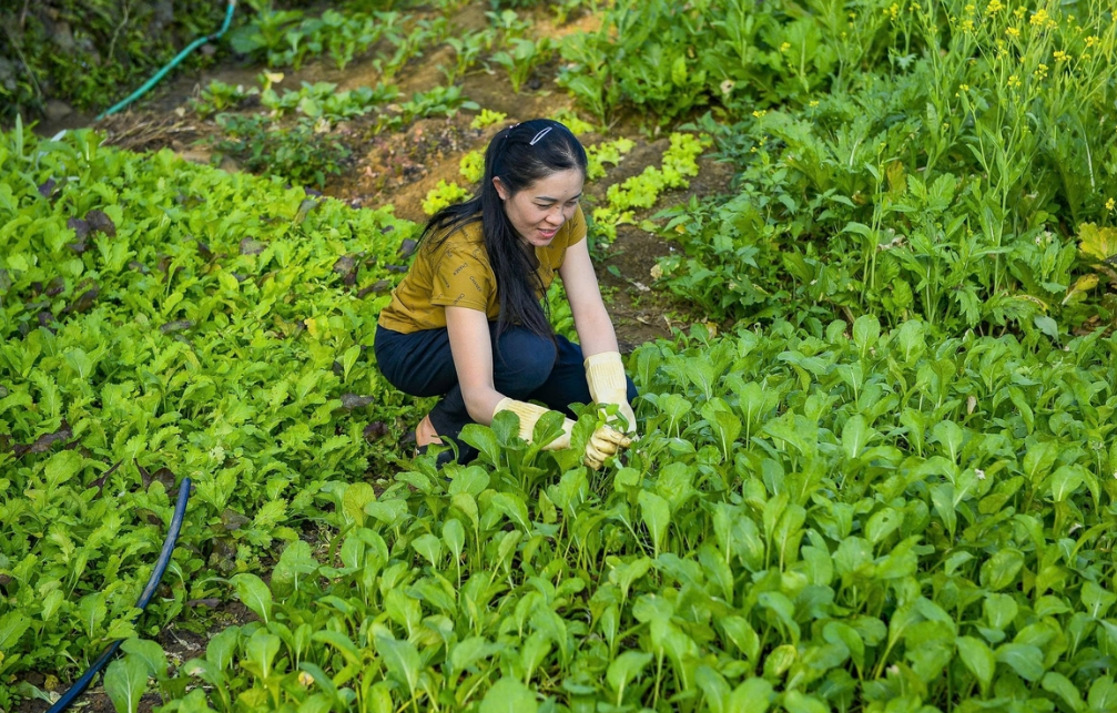 Chị Ngân Thị Hương thu hoạch rau sạch sau khi áp dụng mô hình canh tác không hóa chất.&nbsp;Ảnh: Nguyễn Thuấn.