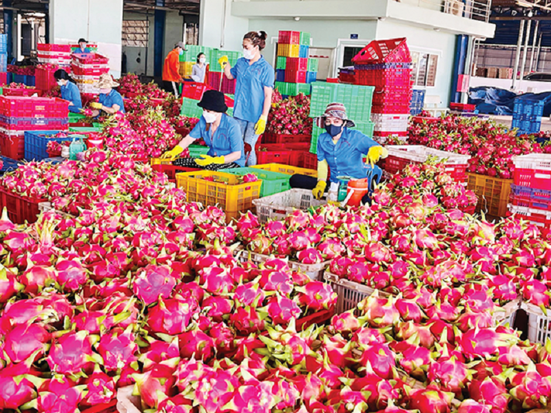 Pg88 com chính chủ thanh long sang EU đang chịu tần suất kiểm tra là 30%.