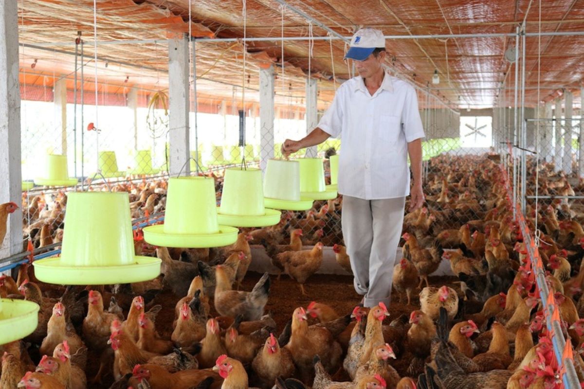 Chi phí đầu vào tăng cao: Ngành chăn nuôi, thủy sản chịu sức ép lớn