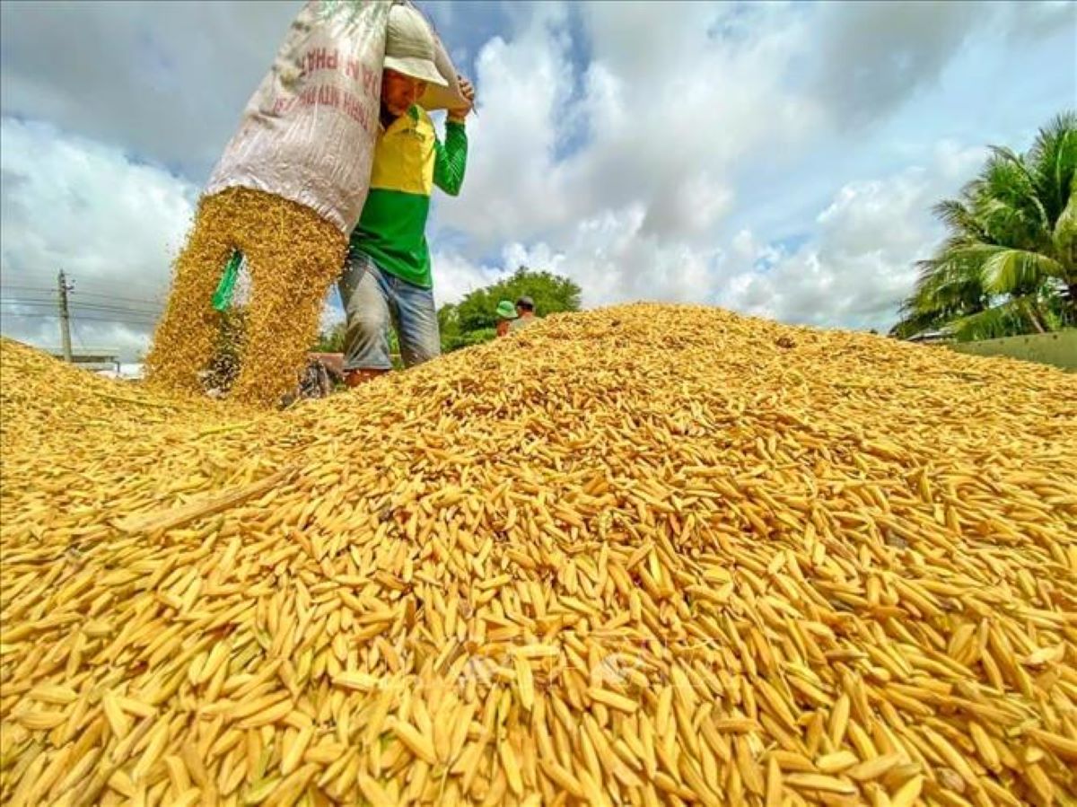 Nông dân trước sức ép giá phân bón tăng, giá lúa giảm.