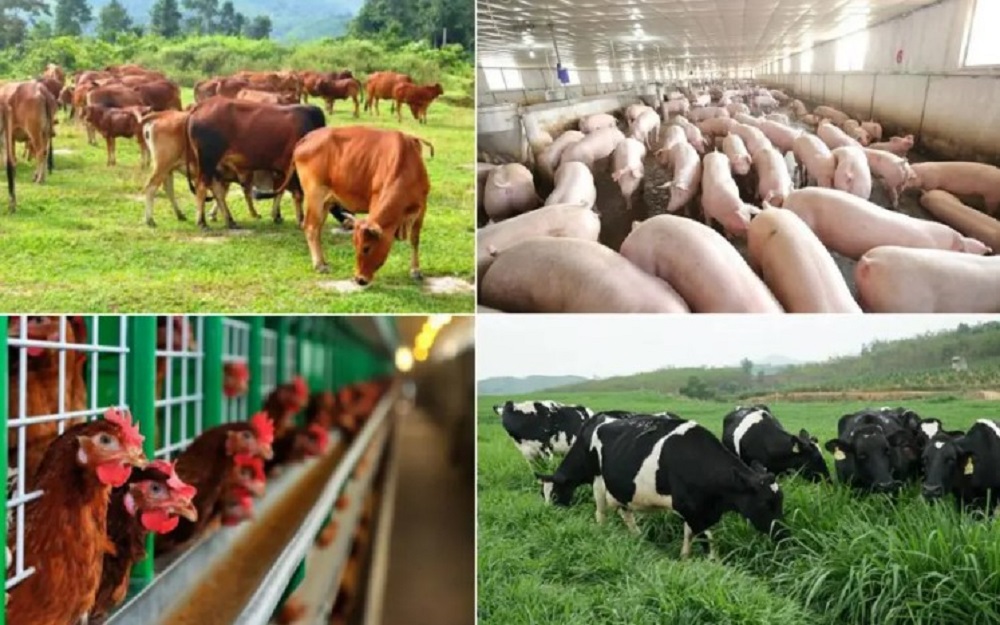 Ngành chăn nuôi Việt Nam PG88 hơn 2,1 triệu thành viên mạnh mẽ nhờ vào ứng dụng khoa học và Link Đăng Nhập PG88 Chính Thức 2026;. Ảnh minh họa.