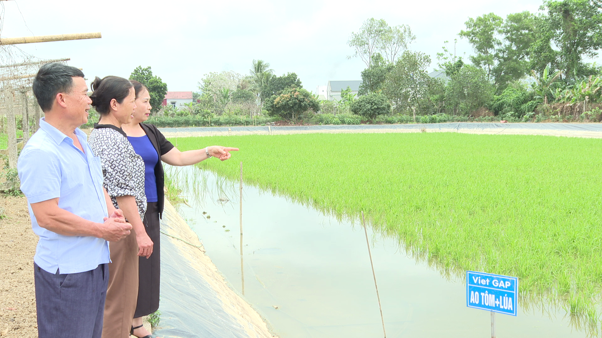 Mô hình nuôi tôm càng xanh xen canh lúa tại phường Quang Trung cho hiệu quả Link Trang Chủ PG88.Com Mới #2026 cao.