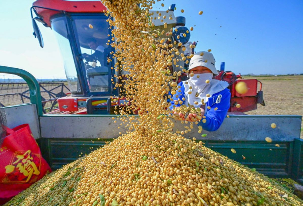 Quý 1/2026, Việt Nam nhập khẩu 847 nghìn tấn đậu tương, trị giá 405 triệu USD. Ảnh minh họa.