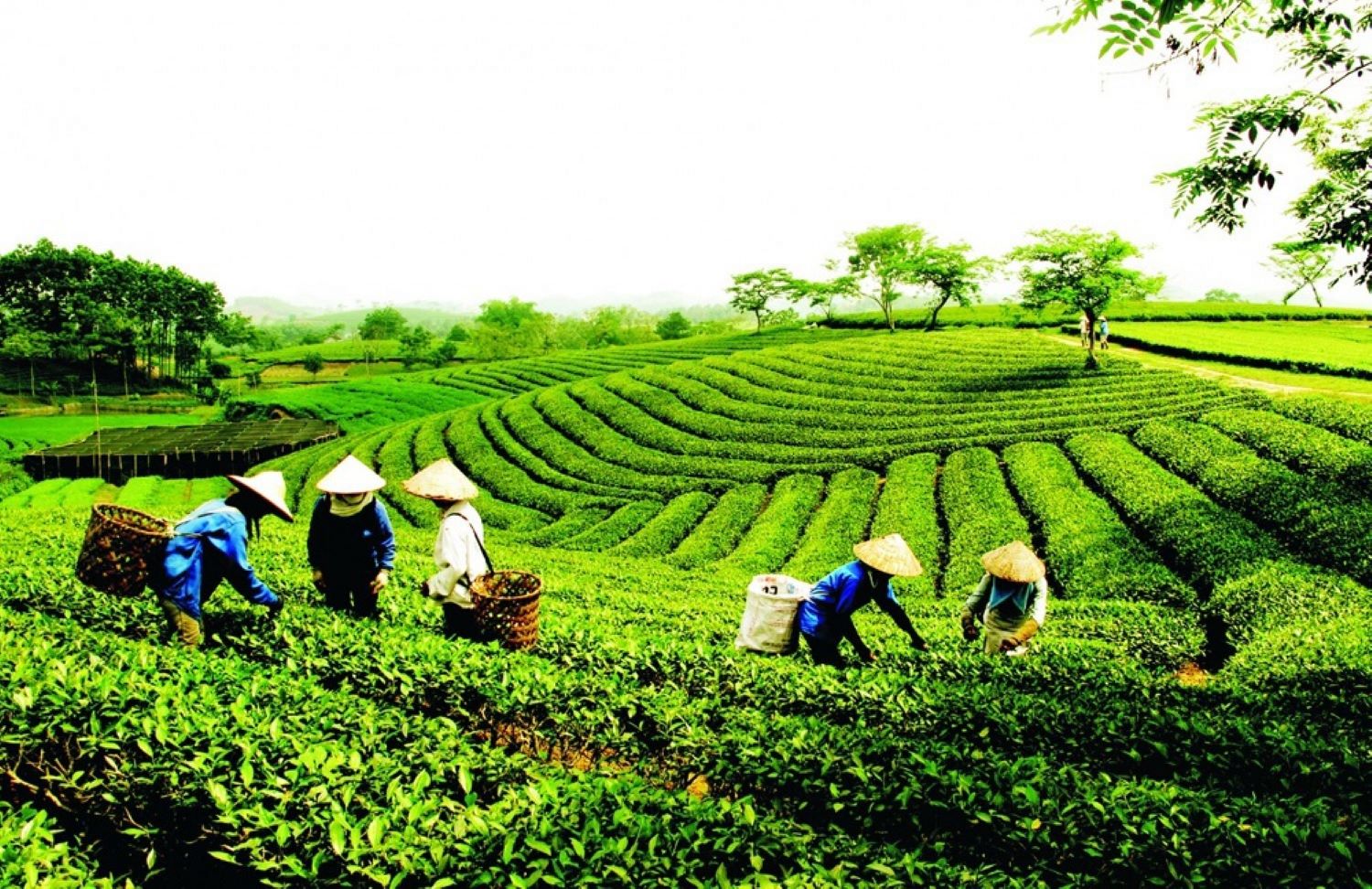 Tính đến hết năm 2025, cả nước có hơn 36 nghìn hợp tác xã, đóng góp khoảng 4,8% GDP 