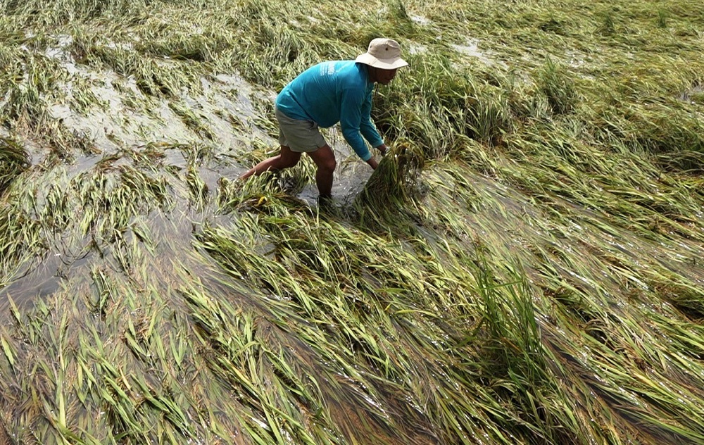 Ngành nông nghiệp Việt Nam và các quốc gia ASEAN đang chịu tác động ngày càng rõ rệt của biến đổi khí hậu. Ảnh minh họa.