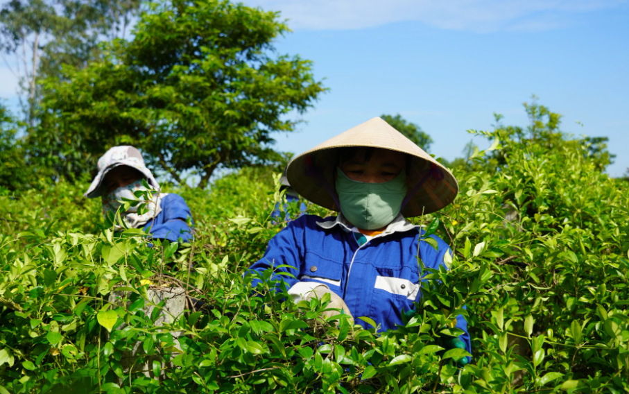 Khai thác “kho báu xanh”, Quảng Trị đẩy mạnh Link Trang Chủ PG88.Com Mới #2026 dược liệu
