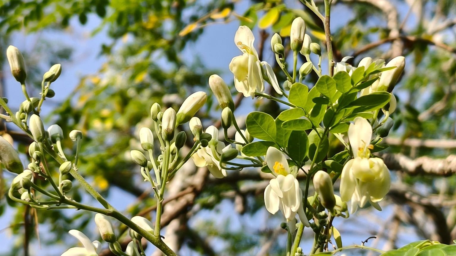Một nghiên cứu mới cho thấy hạt cây moringa - thường được gọi là “cây kỳ diệu” - có khả năng loại bỏ tới 98% vi nhựa PVC trong nước. Ảnh: Canva