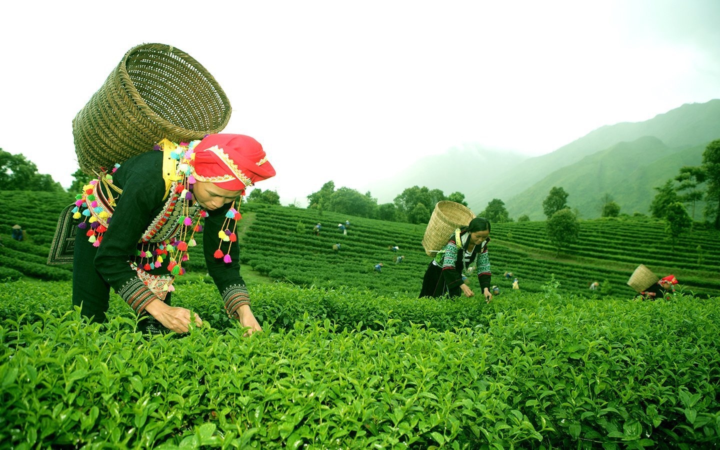 Lai Châu: Đánh thức tiềm năng nông nghiệp xanh đa giá trị