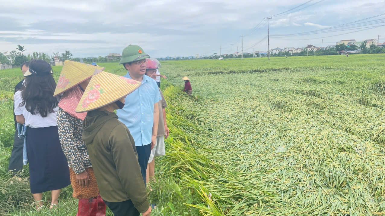 Giông lốc dồn dập, hàng nghìn ha lúa xuân tại Nghệ An – Hà Tĩnh bị thiệt hại