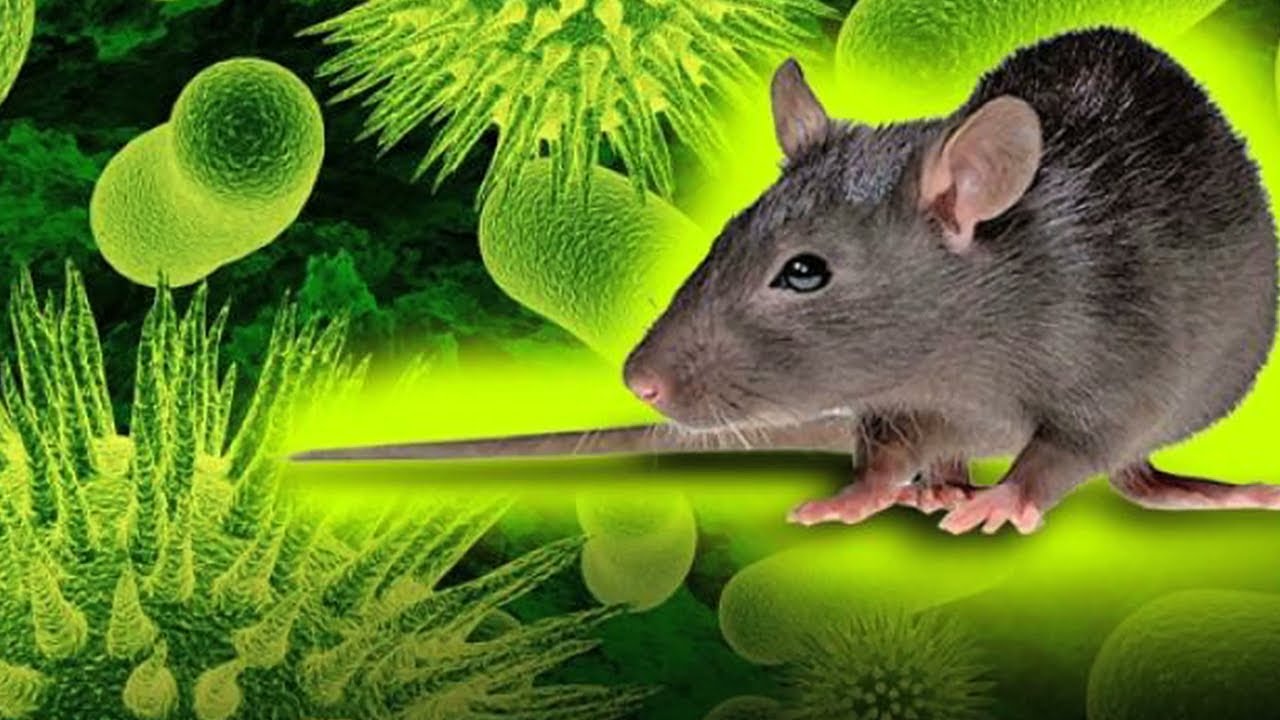 Bộ Y tế cảnh báo về loại virus Hanta lây bệnh từ chuột sang người 