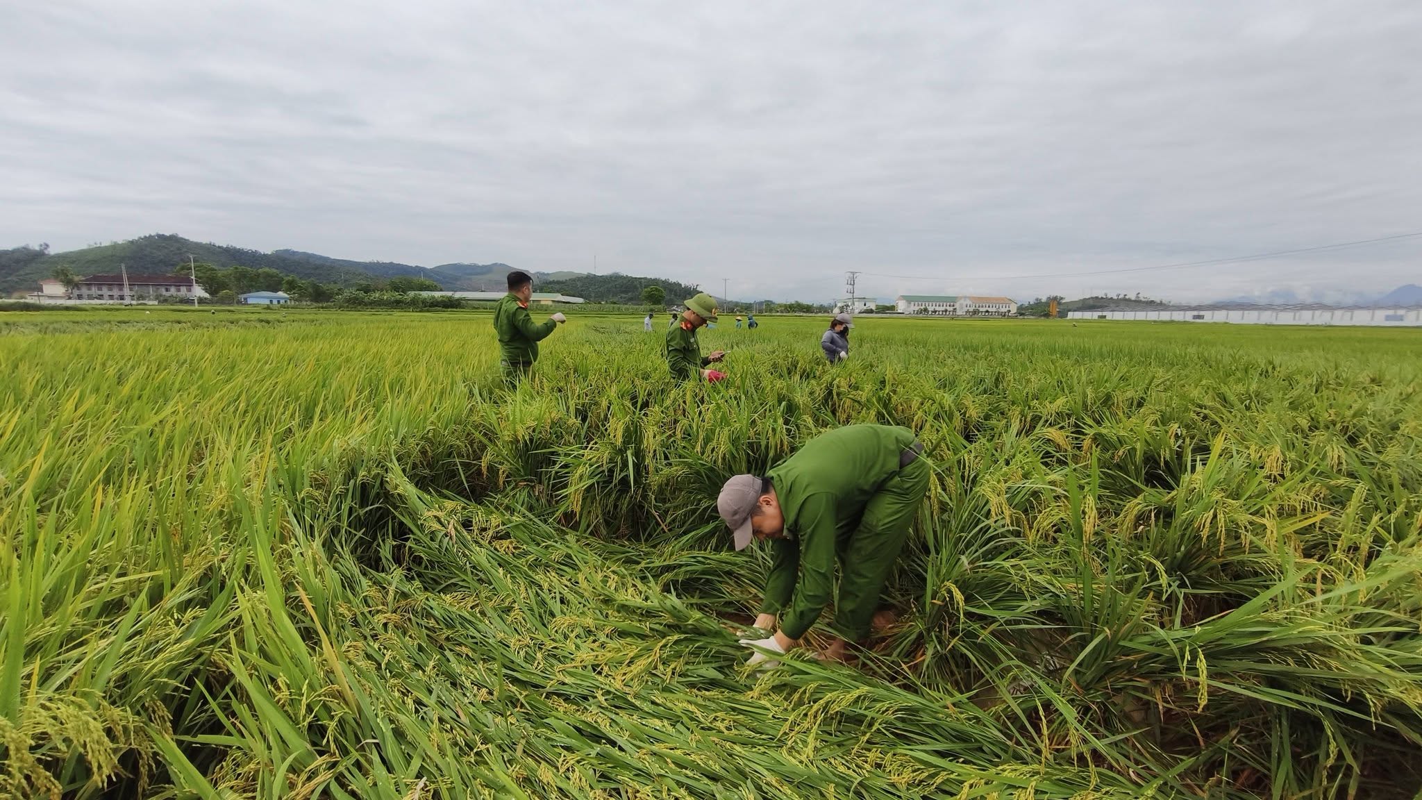 Sự hỗ trợ kịp thời giúp giảm thiệt hại cho nông dân.