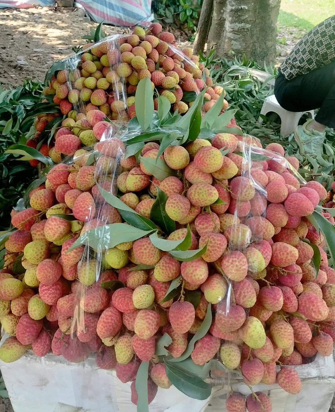 Hiện, cả nước có khoảng 55.000 ha trồng vải, tập trung chủ yếu ở các tỉnh phía Bắc.