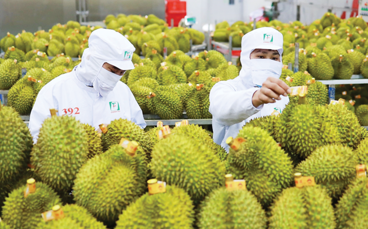 Sầu riêng Việt Nam tăng tốc Pg88vnd link khuyến , chinh phục thêm thị trường tỷ dân