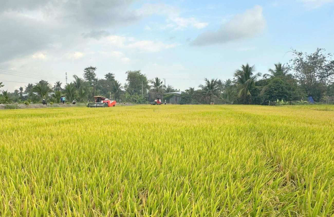 Trồng lúa giảm phát thải.